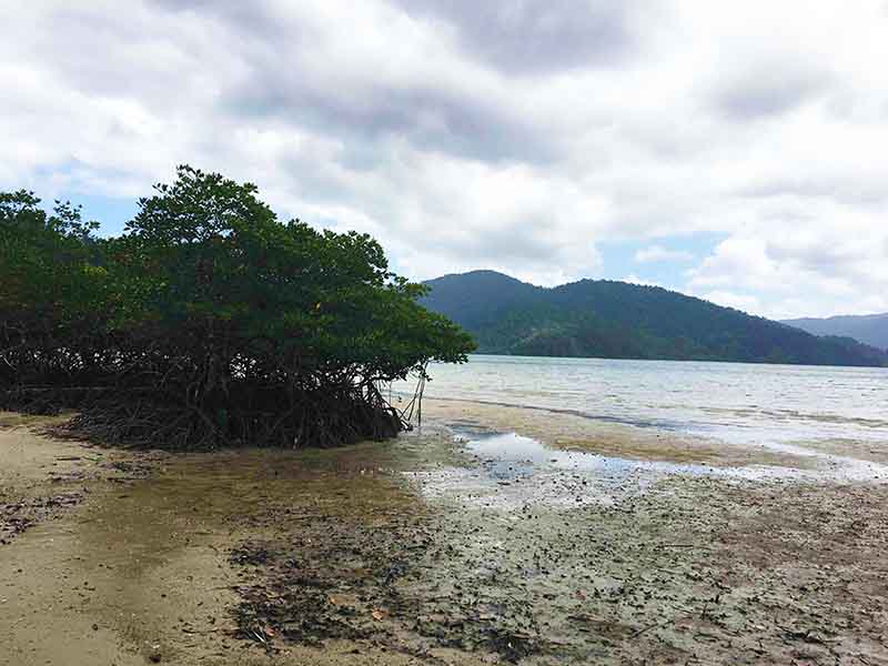 Agricultural-Beach Lot in San Vicente, Palawan for Sale